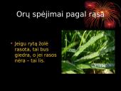 Orų spėjimai pagal gamtinius reiškinius 17 puslapis