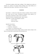 Traumos ir sveikata 14 puslapis