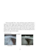 Traumos ir sveikata 15 puslapis