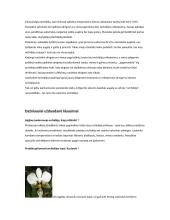 Orchidėjų rūšys 13 puslapis