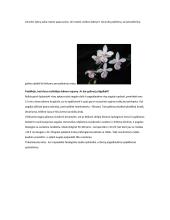 Orchidėjų rūšys 16 puslapis