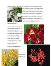 Orchidėjų rūšys 3 puslapis