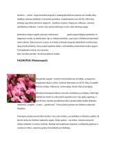 Orchidėjų rūšys 4 puslapis