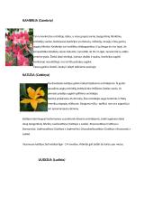 Orchidėjų rūšys 5 puslapis