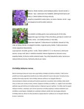 Orchidėjų rūšys 8 puslapis