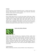 Ekologiškas prieskoninių žolelių auginimas 11 puslapis