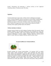 Ekologiškas prieskoninių žolelių auginimas 14 puslapis