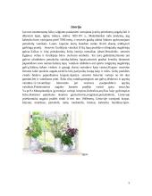 Ekologiškas prieskoninių žolelių auginimas 5 puslapis