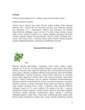 Ekologiškas prieskoninių žolelių auginimas 8 puslapis