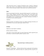 Ekologiškas prieskoninių žolelių auginimas 9 puslapis