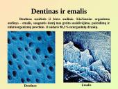 Virškinimo sistemos pagrindai 11 puslapis