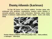 Virškinimo sistemos pagrindai 13 puslapis