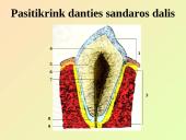 Virškinimo sistemos pagrindai 14 puslapis