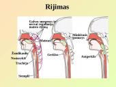 Virškinimo sistemos pagrindai 16 puslapis
