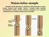 Virškinimo sistemos pagrindai 17 puslapis