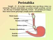 Virškinimo sistemos pagrindai 18 puslapis