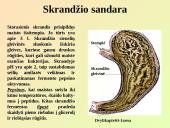 Virškinimo sistemos pagrindai 20 puslapis