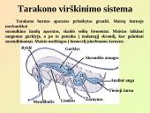 Virškinimo sistemos pagrindai 4 puslapis