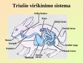 Virškinimo sistemos pagrindai 5 puslapis