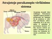 Virškinimo sistemos pagrindai 6 puslapis