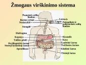 Virškinimo sistemos pagrindai 7 puslapis