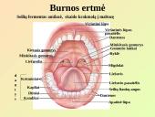 Virškinimo sistemos pagrindai 8 puslapis
