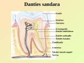 Virškinimo sistemos pagrindai 10 puslapis