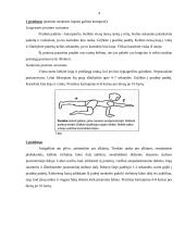 Fizinė saviugda - pratimai 4 puslapis