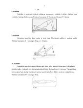 Fizinė saviugda - pratimai 7 puslapis