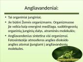 Angliavandenių tipai 2 puslapis