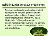 Angliavandenių tipai 5 puslapis