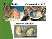 Viskas apie moliuskus 11 puslapis