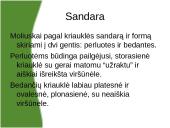 Viskas apie moliuskus 6 puslapis