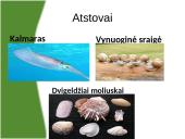 Viskas apie moliuskus 10 puslapis