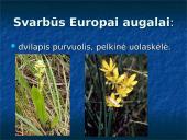 Lietuvos ir gyvūnijos rekordai 10 puslapis