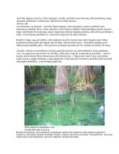 JAV biotechnologijos 3 puslapis