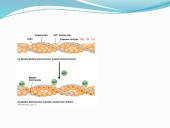 Anatomija ir fiziologija  12 puslapis