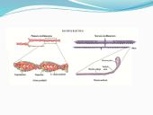 Anatomija ir fiziologija  13 puslapis