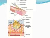 Anatomija ir fiziologija  15 puslapis