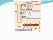 Anatomija ir fiziologija  16 puslapis