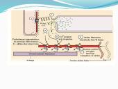 Anatomija ir fiziologija  17 puslapis