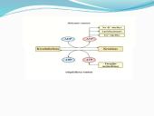 Anatomija ir fiziologija  20 puslapis