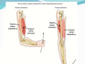 Anatomija ir fiziologija  6 puslapis