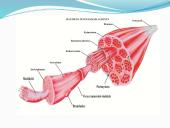 Anatomija ir fiziologija  7 puslapis