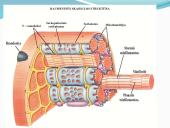 Anatomija ir fiziologija  8 puslapis