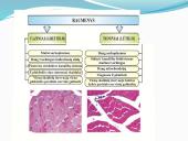 Anatomija ir fiziologija  10 puslapis