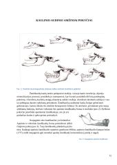 Amžinai stomatognatinės sistemos struktūriniai pokyčiai 15 puslapis