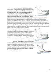 Amžinai stomatognatinės sistemos struktūriniai pokyčiai 16 puslapis