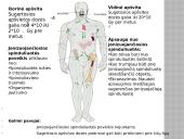 Radioaktyvumo poveikis žmogaus organizmui skaidrės 13 puslapis
