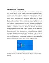 Kamieninės ląstelės. Stuburinių gyvūnų klonavimas. 4 puslapis